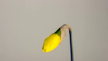 سورة الماعون القارئ عبد الباسط عبد الصمد-مجود💞