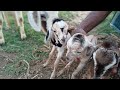 Goat delivery in tamil | Goat first delivery in tamil | Goat giving birth
