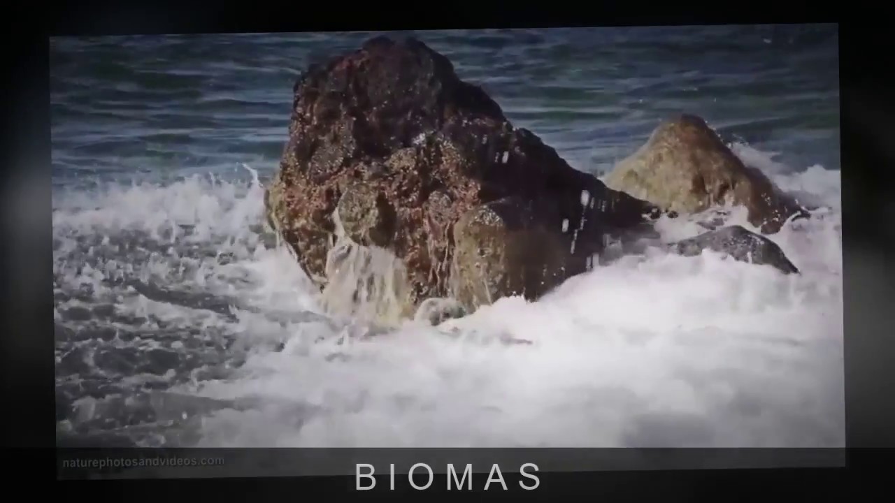 Biomas marinos y Terrestres