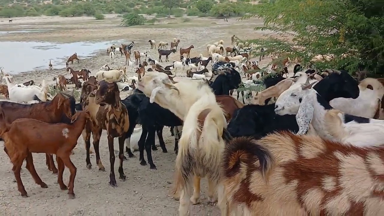 Brown zig ziggy he goat 