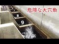 水路穴から信じられない大きな魚が釣れた！(377話目)