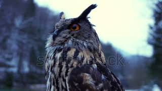 Крик совы, звук совы, The cry of an owl, the sound of an owl, owl in the night, owl in the forest