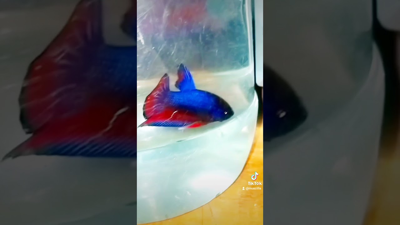 Betta fish imbellis hybrid