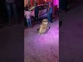 APT virson india #funny #comedy #cute #funnyanimals #birds #ytshorts #youtubeshorts #trandingshorts