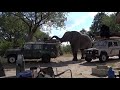 Botswana   Elefant schubst Auto, um die Heckklappe zu öffnen