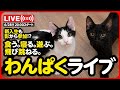 🔴【ライブ記録】秘密ちゃんも登場🤭わんぱくライブ