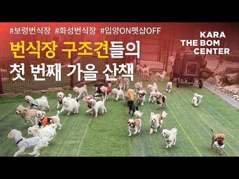 번식장 구조견들의 첫 번째 가을 산책🍂🍁
