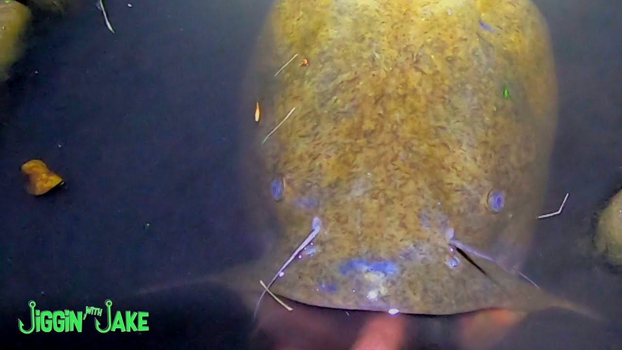 BANK Fishing for BIG Illinois Flathead!