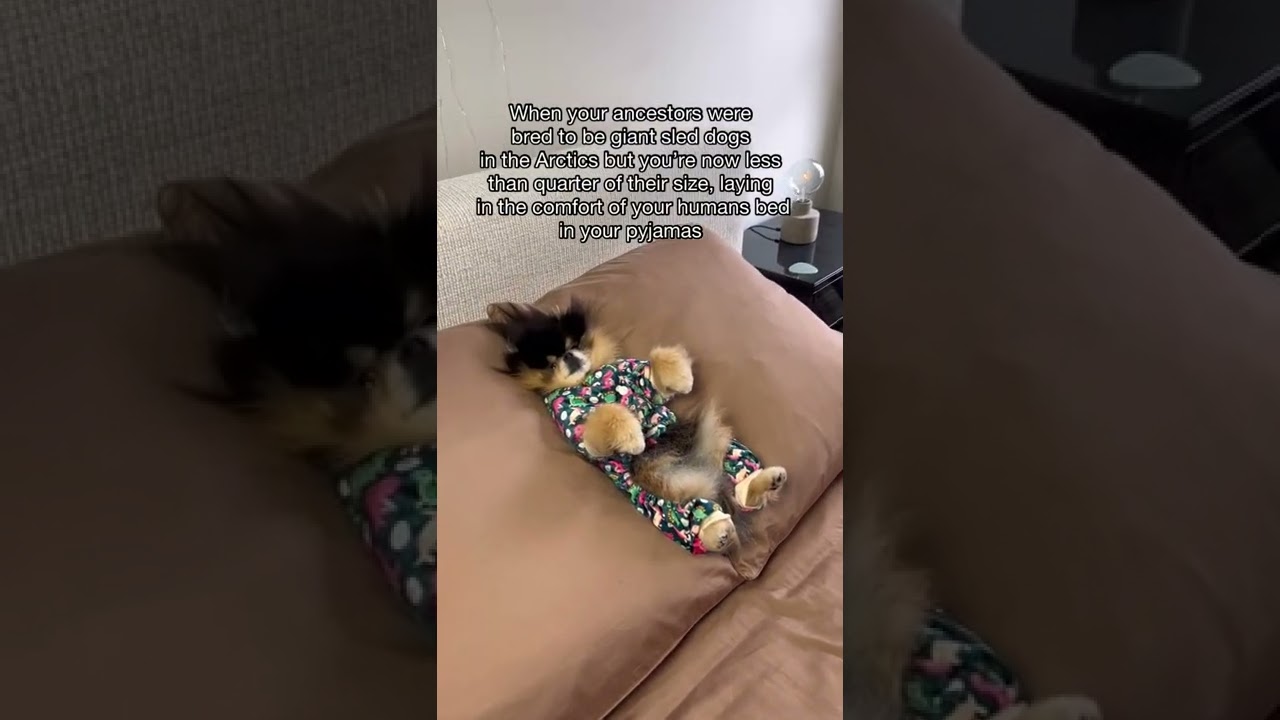 Can’t believe Pomeranian ancestors were sled dogs in the Arctics 😱 