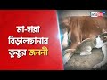 Kitten lost its mother stray dog takes motherly care  sangbad pratidin