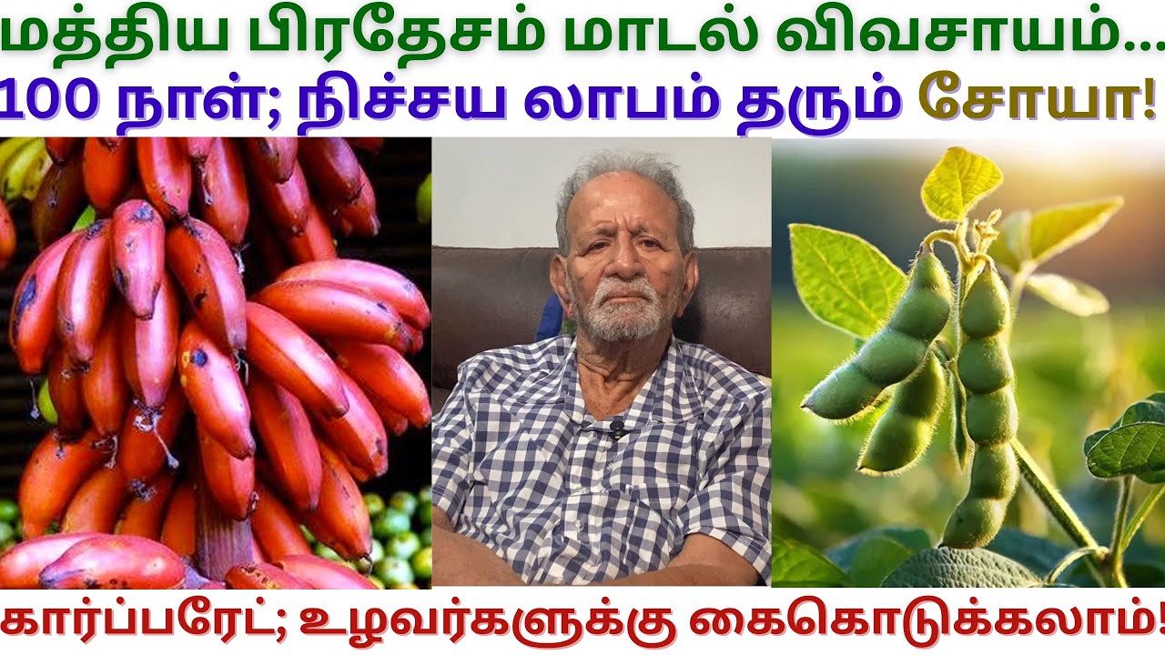 சோயா 3 லட்சம் வருமானம் | Madhya Pradesh Agriculture | Chengalpattu Mukundan Natural Farming Soyabean
