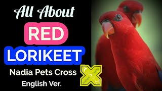 Red Lory A-Z Information l Red Lorikeet Gender Identification l Red Lory Breeding Feed Diet Egg Life