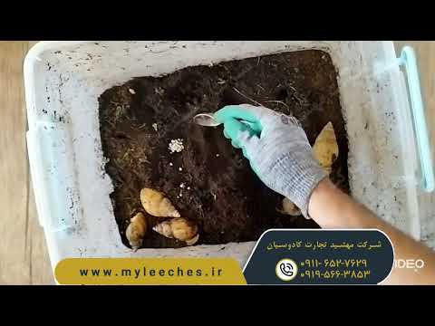 روش جمع آوری تخم یا خاویار حلزون آچاتینا و جوجه کردن       