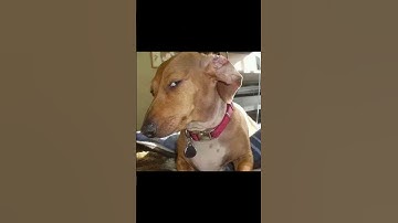 Bro was not having the trash talk #pubg #pubgfunny #viral #pcgaming