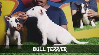Bull Terriers Sweet-Tempered Stubborn Keen Active Protective Trainable Breed Bk