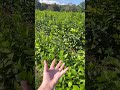 Buy One Get One Free Carolina Allspice Shrubs! 🌿 #AllspiceDeal #BOGO #nativeplants