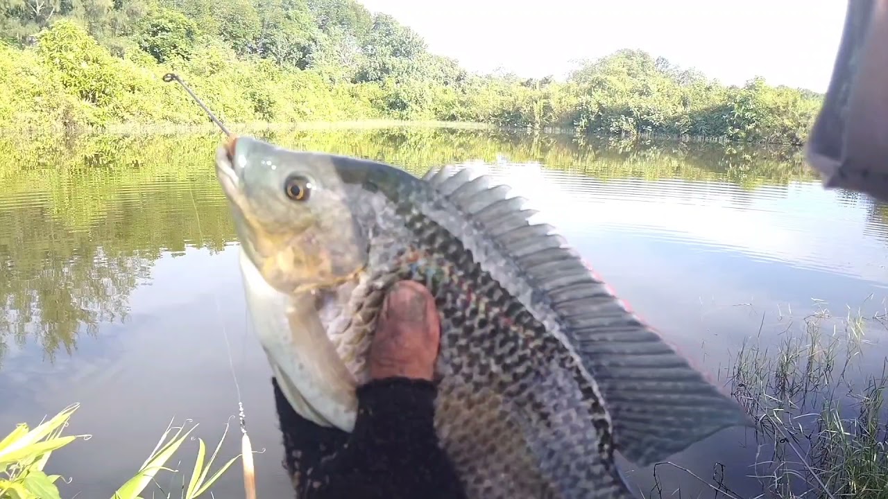 MANCING IKAN NILA BABON PAKAI UMPAN ULAT MAGGOT HASILNYA MATAAAAAP