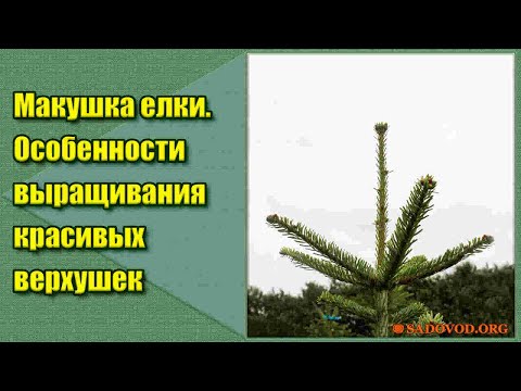 Вопрос: Может ли расти елка без верхушки?