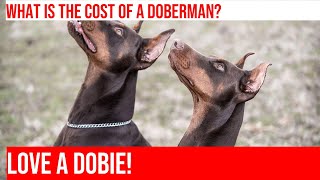 Buying a Doberman Pinscher Puppy: Price Range & Factors by Happy Hounds Hangout No views 21 hours ago 3 minutes, 55 seconds