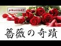 アン・ルイスの『薔薇の奇蹟』 歌ってみた