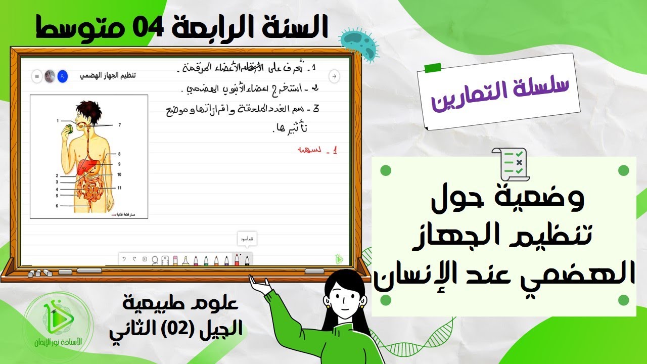 تمرين حول تنظيم الجهاز الهضمي عند الإنسان علوم طبيعية سنة 04 متوسط