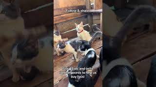 #cat #cute #kitten #cutecat #funnycats #lifeisbutadream #babyanimal #haveitoldyoulatelythatiloveyou