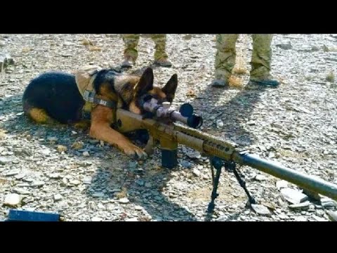 extreme-trained-&-disciplined-german-shepherd-dogs