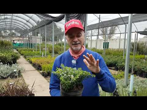 Video: Usos y cuidados de la albahaca arbórea: cómo cultivar una planta de albahaca arbórea