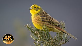 Yellowhammer  (Emberiza Citrinella). Singing Birds 4K Ultra Hd.