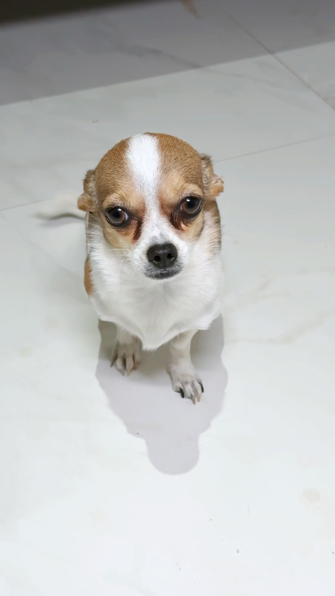 A NINGÚN ANIMALITO SE LE TRATA MAL ?