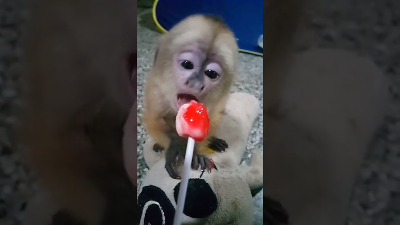 Cute white face capuchin trying a lollipop