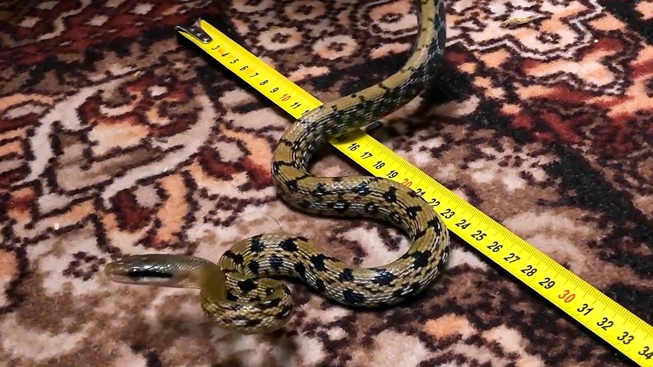Измерение длины тонкохвостого полоза (Orthriophis taeniurus friesei) и его реакция на это