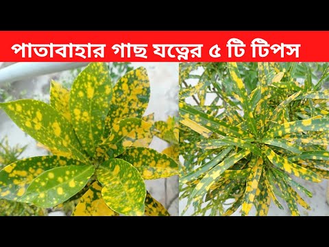 ভিডিও: কীভাবে ক্রোটন ফোটে