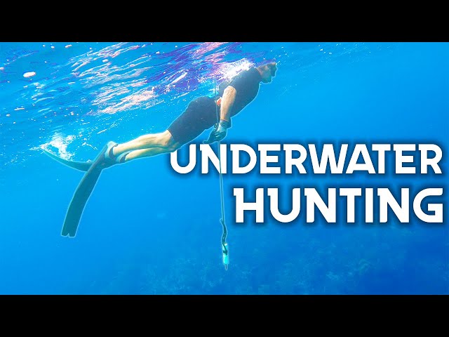 The Most BASIC Form of Underwater SPEARFISHING! 