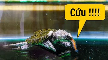 Vlog #106 | Rùa Florida Baby Lần Đầu Săn Cá Mồi Cực Dễ Thương | Rùa Cá Sấu