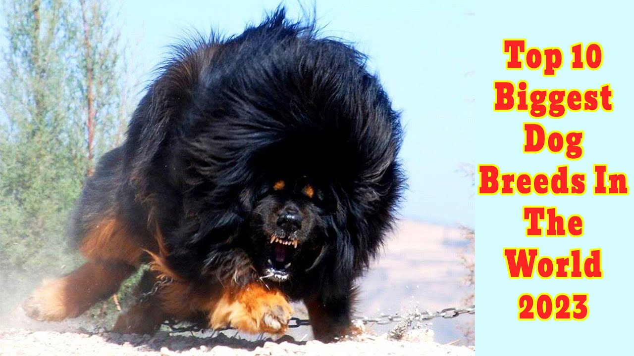 10 of the Biggest Fluffy Dog Breeds