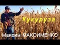 Кукуруза на полях Максима Максименко