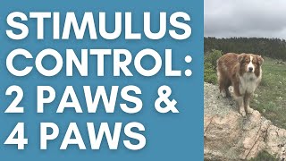 Teach Your Dog Stimulus Control - 2 Paws & 4 Paws by Summit Dog Training 379 views 3 years ago 2 minutes, 26 seconds