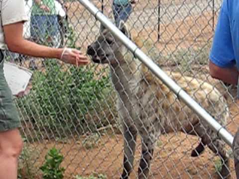 Out of africa coupons az