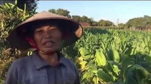 Phỏng vấn Chi Nhan thôn 2 xã Ya Tmốt-huyện Ea Súp - Đắk Lắk về sử dụng phân HCVS Agribio