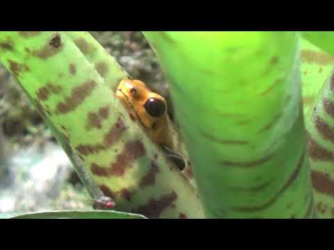 Video: Pacman Frosch Pflege