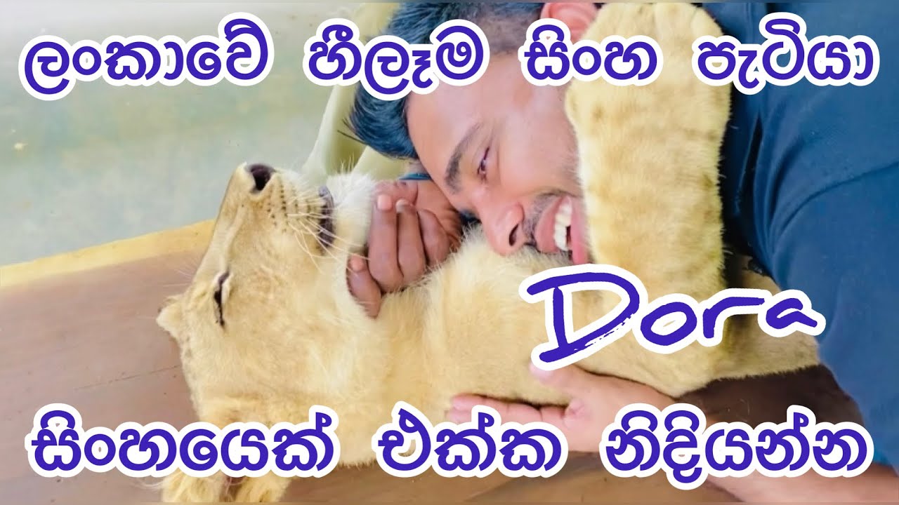 සිංහයෙක් එක්ක නිදාගන්න ලංකාවේ ඉන්න හීලෑම සිංහ පැටියා ඩෝරා | Lion Cub Dora in Ridiyagama Safari Park