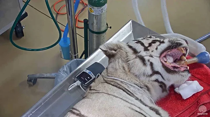 Zabu the White Tiger Gets a Dental