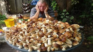 Giant mushrooms. Picking WILD MUSHROOMS 2023, Extreme Boletus Mushrooms, large mushrooms picking.