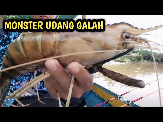 dahsyat !!! tarikan monster udang galah sungai Kalimantan dengan umpan jitu || mancing udang galah class=