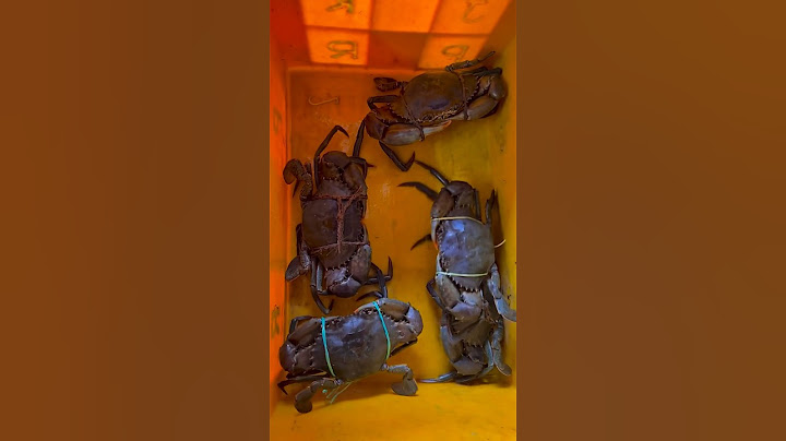വലിയ ഞണ്ടിനെ വളർത്താൻ വേണോ|| Giant Mud Crabs 🦀 #crabs #mudcrabs #crablegs #seafood