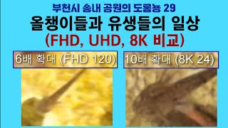 부천시 송내 공원의 도롱뇽 29. 올챙이들과 유생들의 일상 (FHD, UHD, 8K 비교); Korean salamander 29. Tadpoles (FHD, UHD, 8K) by 이덕하의 진화심리학 12 views 12 days ago 11 minutes, 28 seconds