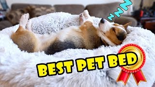 Bought Amazon&#39;s BEST Pet Bed for My Dog || Extra After College