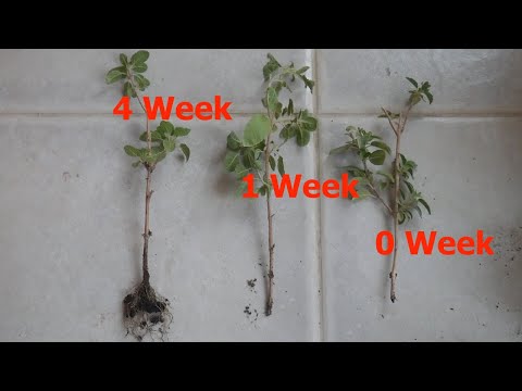 Wonder Herb Holy Basil (तुलसी) Propagation from Cuttings (with RESULTS) || Guaranteed survival tips