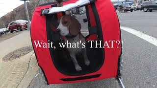 Cheddar's first ride in the Aosom Elite Pet Bike Carrier / Trailer